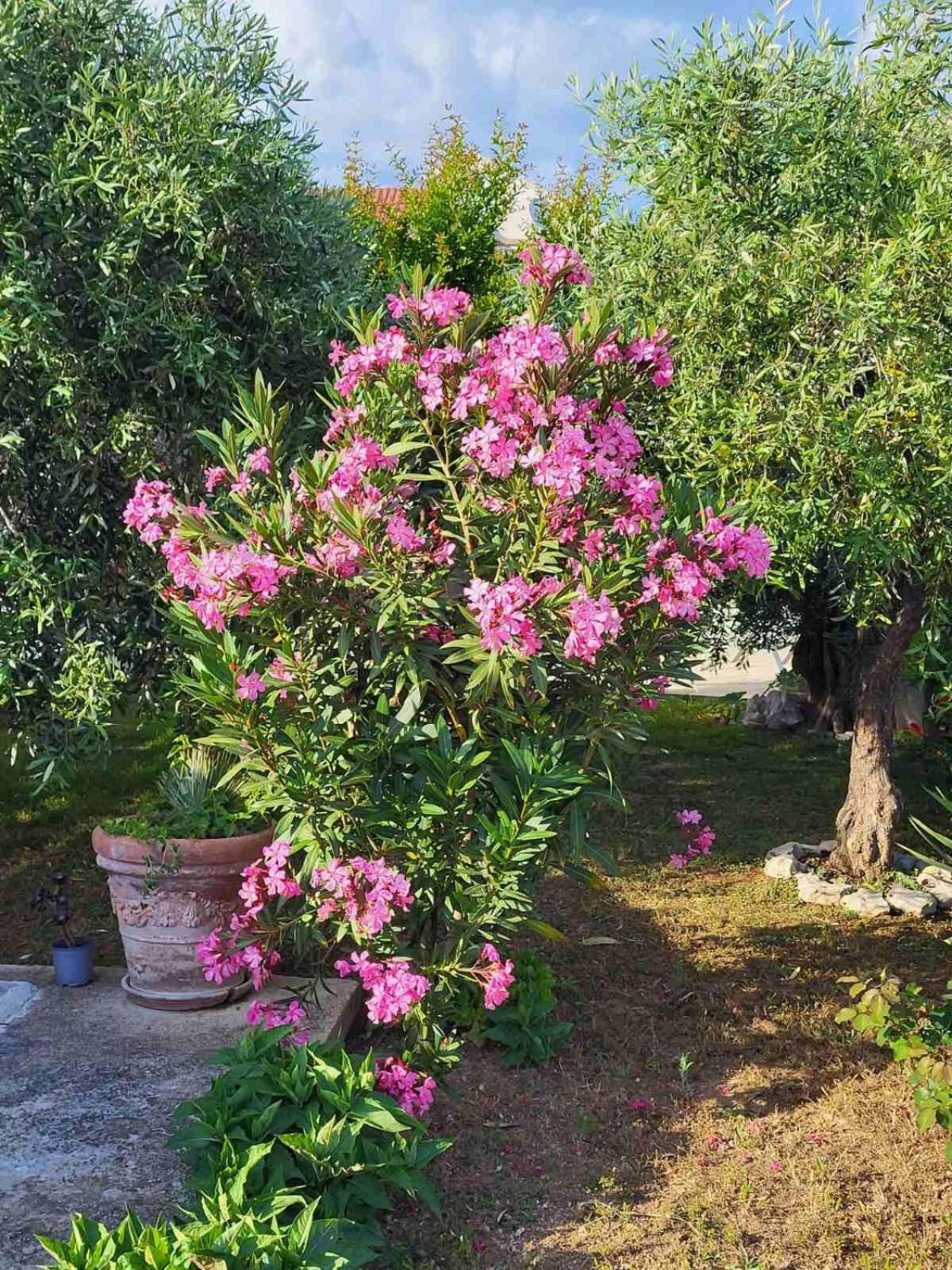 Olive Grove Appartement Vodice Buitenkant foto
